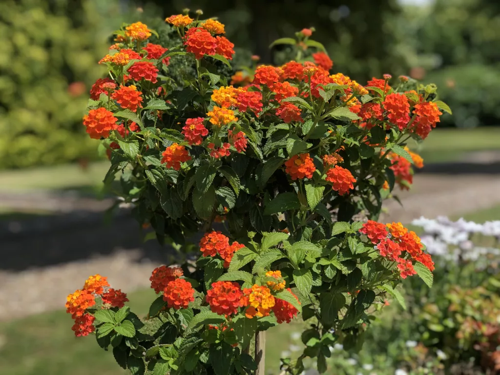 Düfte sind die Gefühle der Blumen