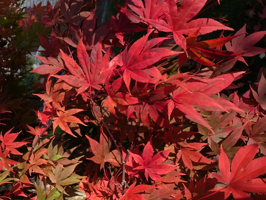 Der Herbst ist ein zweiter Frühling, wo jedes Blatt zur Blüte wird